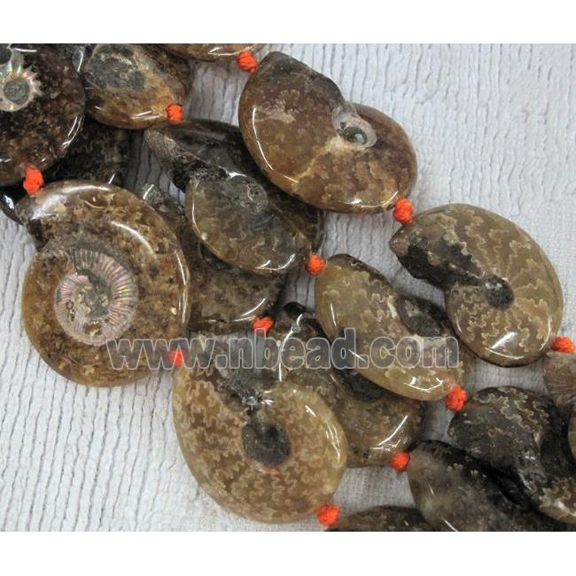 natural Ammonite Fossil beads