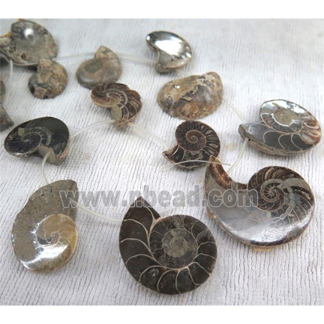 natural Ammonite Fossil beads