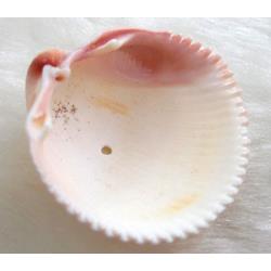 shell Conch bead