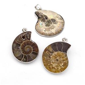 Ammonite Fossil Pendant, approx 23-35mm