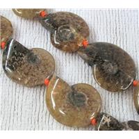 natural Ammonite Fossil beads, approx 15-35mm, 16 inches