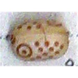 Antique Style red plastic bead, 8x12mm, approx 900pcs