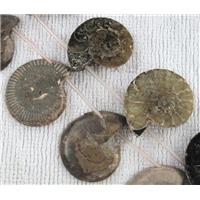 natural Ammonite Fossil beads, approx 15-35mm, 16 inches